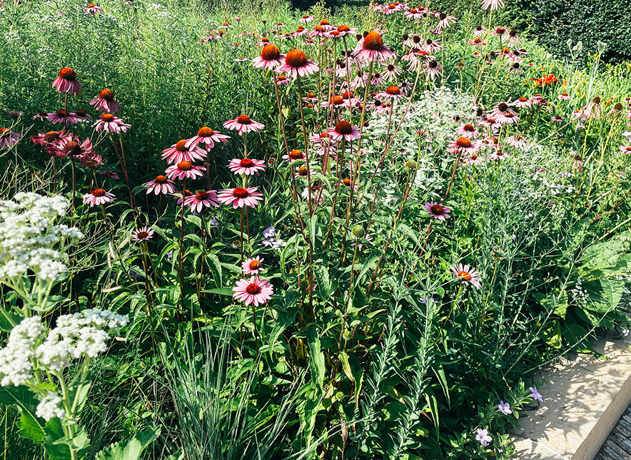 A flower bush next to sidewalk.
